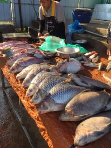 Le poisson une source de protéines animales