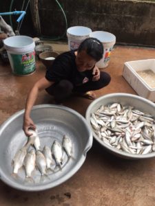 Le poisson une source de protéines animales