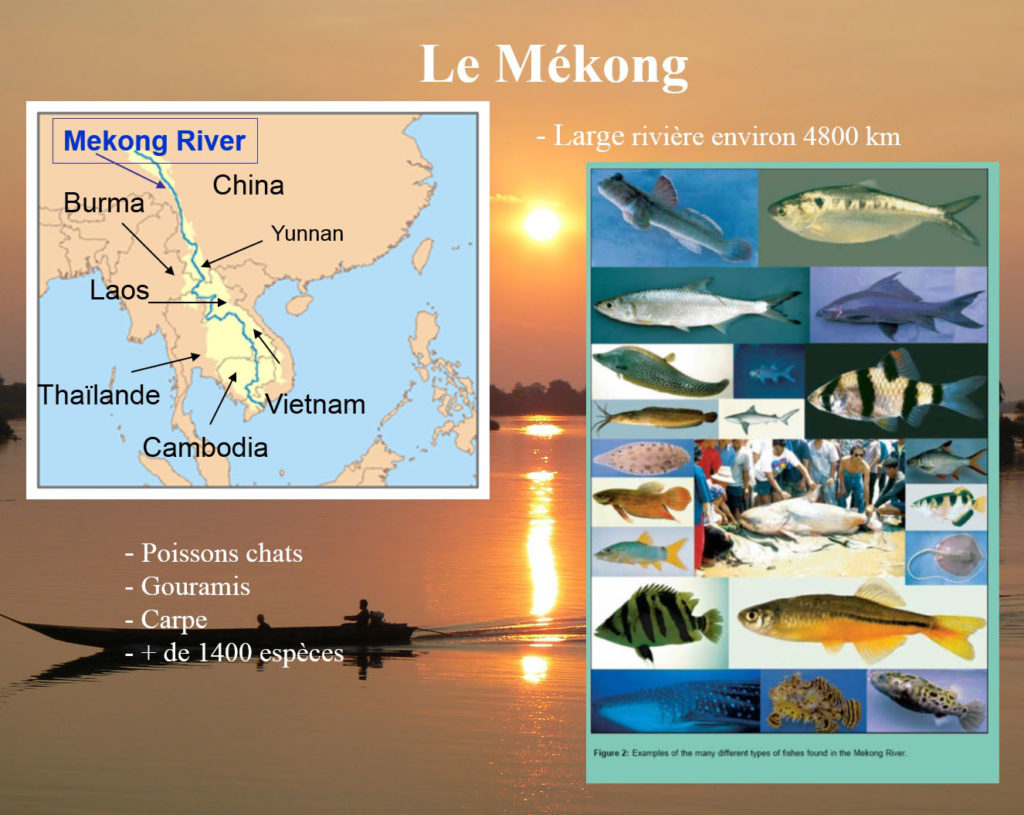 Le fleuve Mékong 1400 espèces