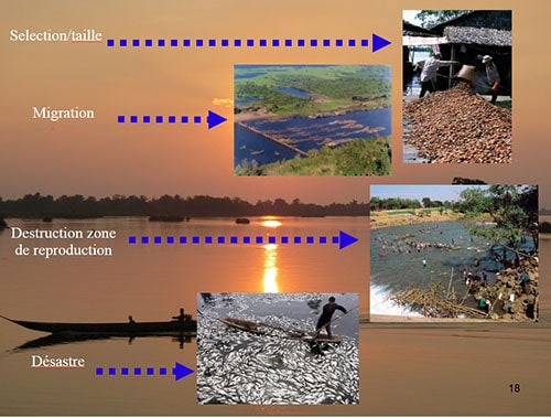 Techniques de pêche destructive