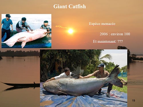 Espèces menacées sur le fleuve Mékong