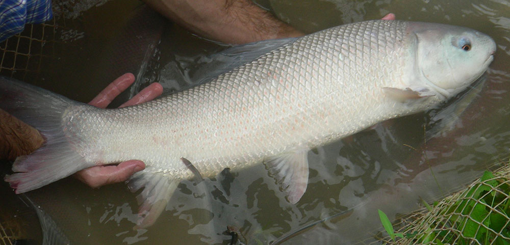 Protection de l’environnement et de la biodiversité : la carpe Cirrhinus microlepis (Laos)