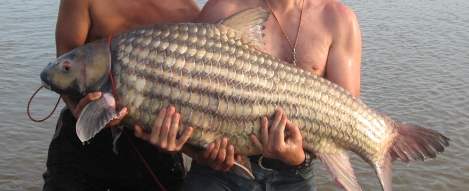 Protection de l’environnement et de la biodiversité : la carpe Probarbus jullieni (Laos)