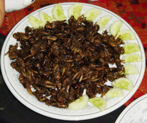 Elevage de grillons pour un meilleur accès aux protéines