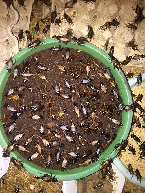 grillons accès aux protéines